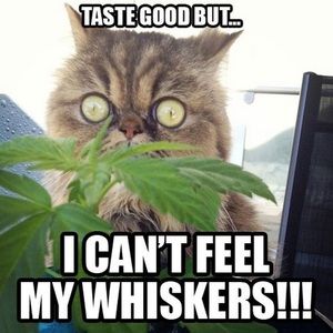 Meet your Posher, Summer-rose